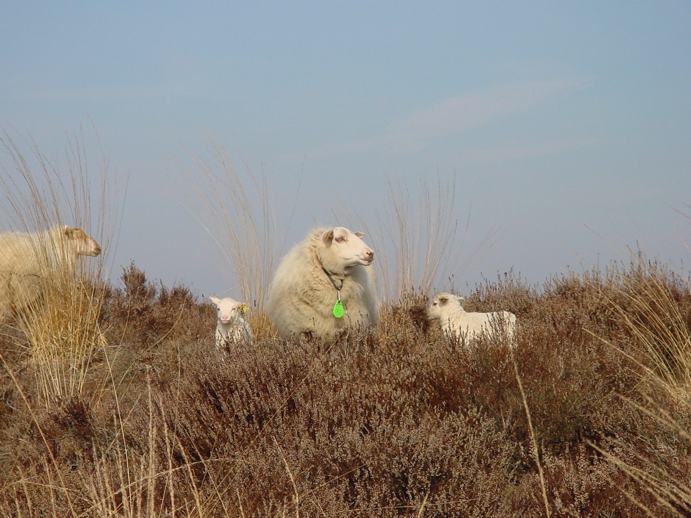 Geef een schaap een tikkie voor een prikkie