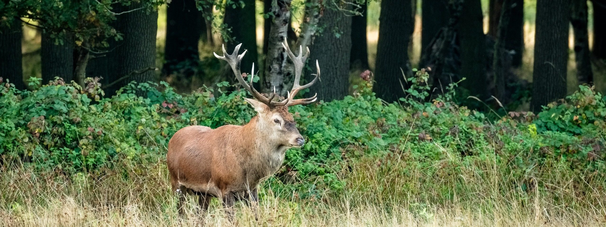Excursie bronst edelherten Weerterbos (middag – exclusief voor Beschermers)