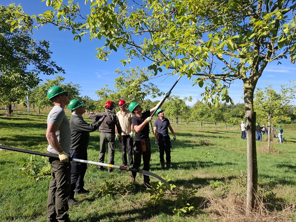 Beginnerscursus hoogstamfruitbomen 2027 (Noord-Limburg)