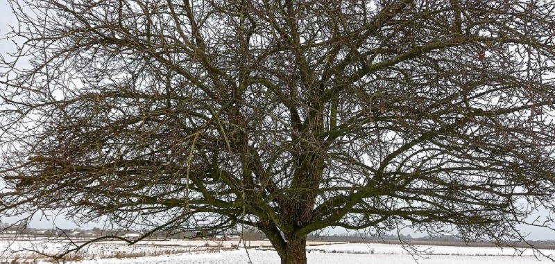 Snoei-instructie achterstallige snoei Groene Meent (Herkenrade)