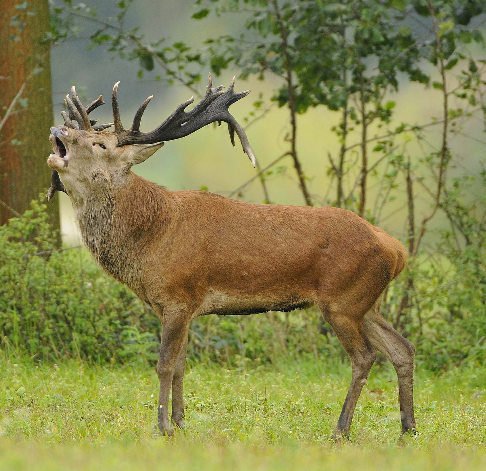 Edelherten in het Weerterbos