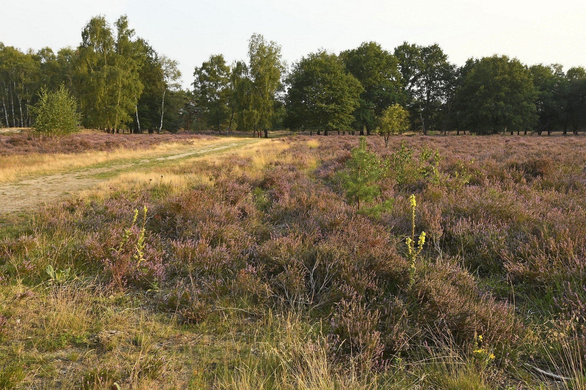 Groote Heide Het Limburgs Landschap
