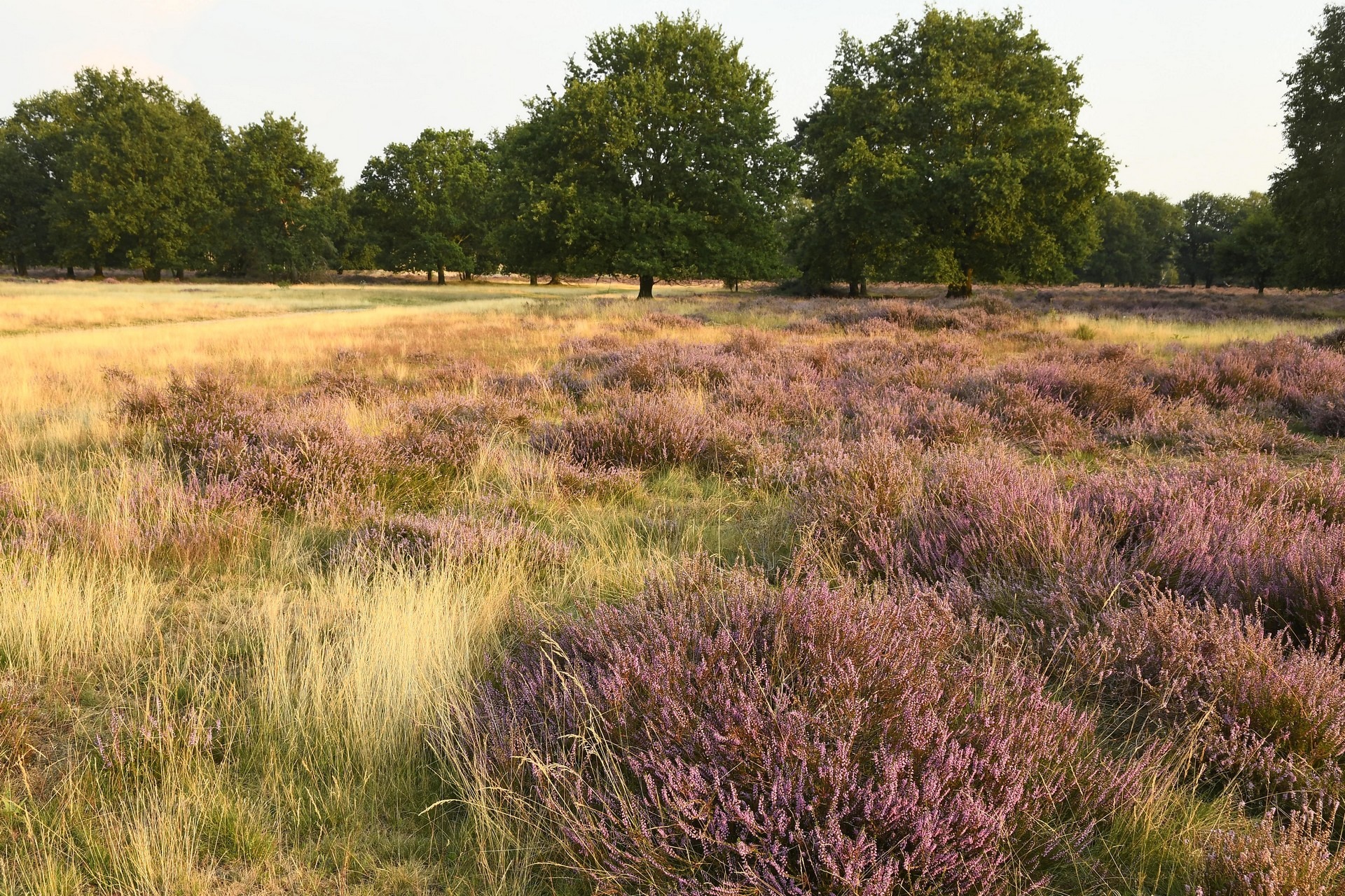 Groote Heide Het Limburgs Landschap
