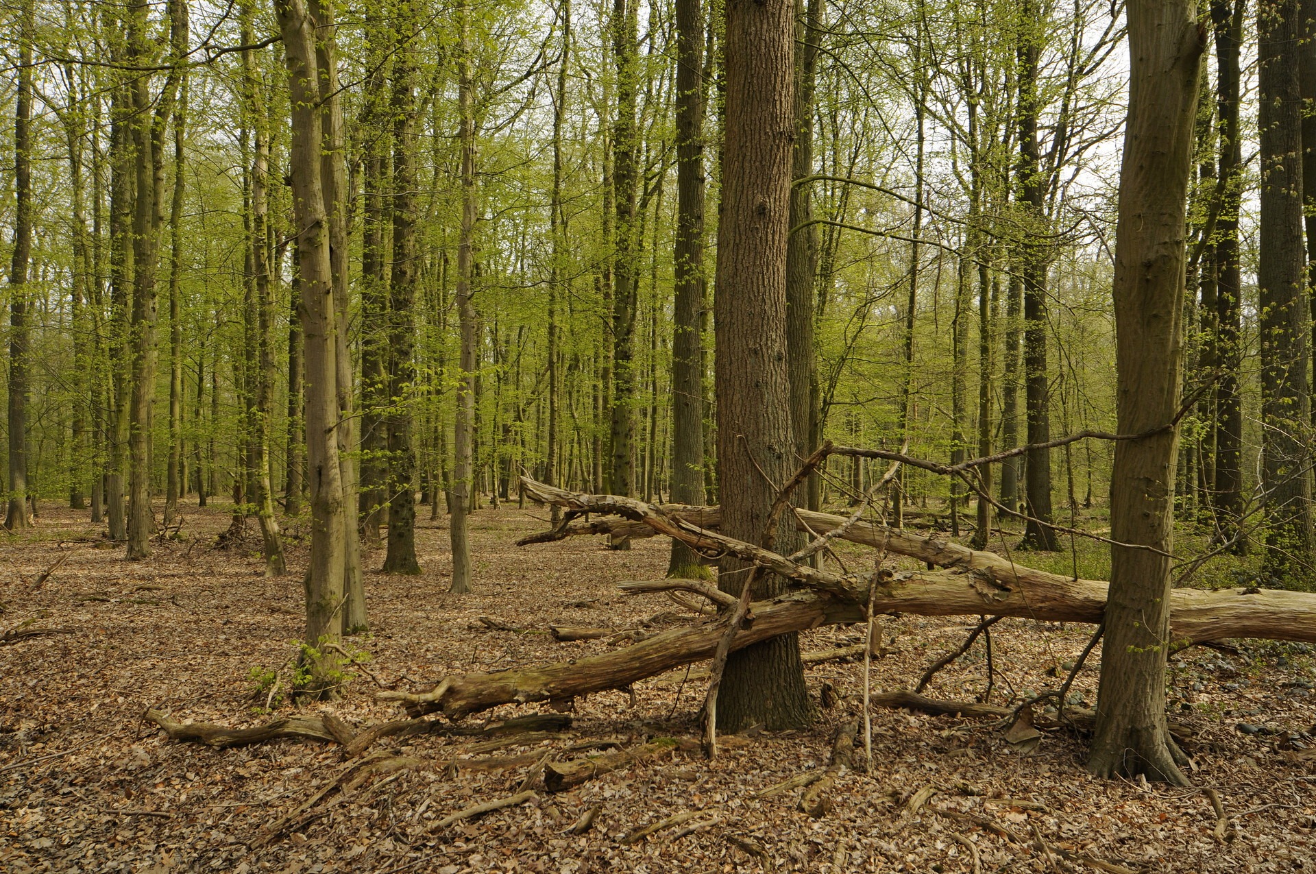 Werken aan het bos voor de toekomst - Video