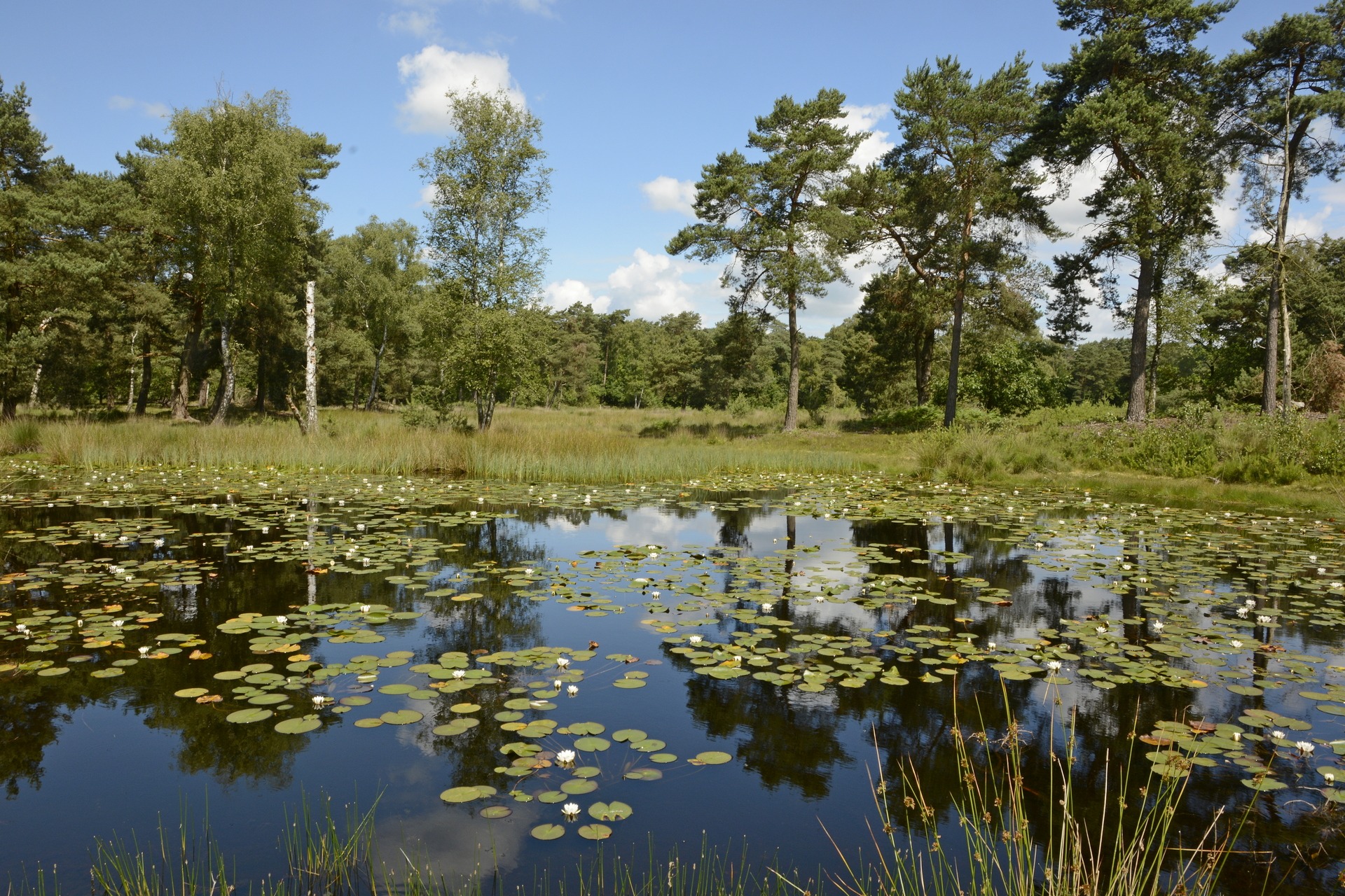 Zomerwandeling in de Ravenvennen