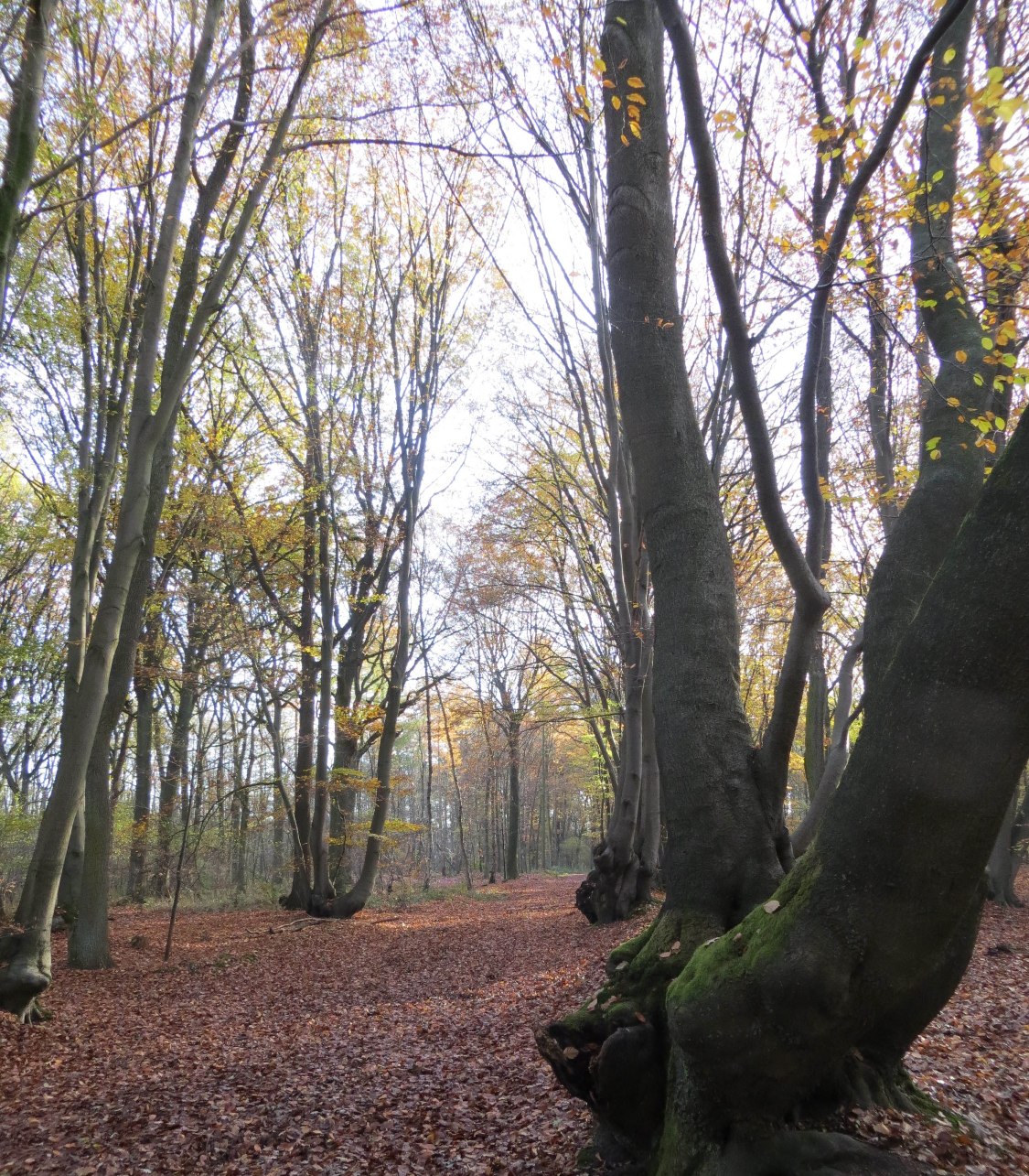 Door de bossen van Schrolik