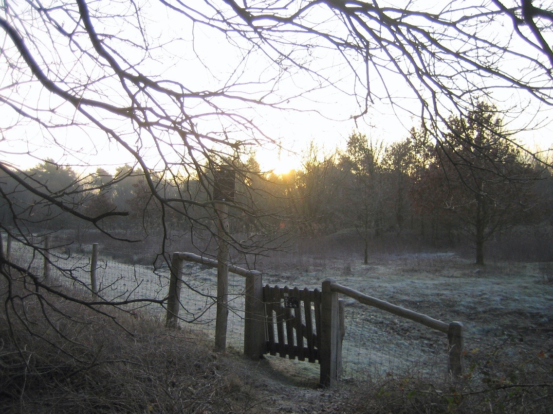 Kortste-dag-wandeling op de Groote Heide