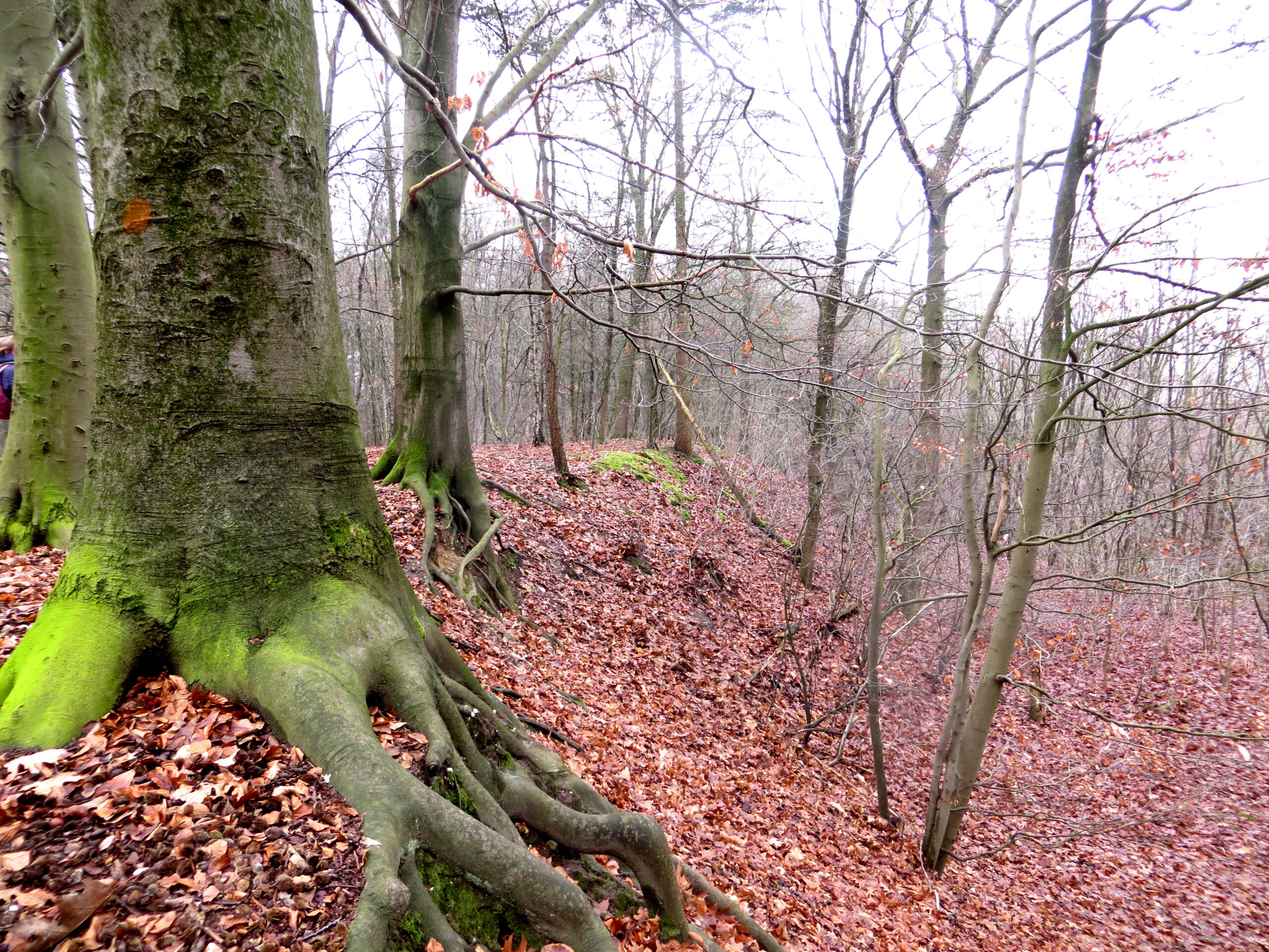 Dalen en stijgen op de Groote Heide