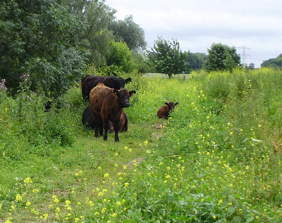 Maascorridor Berkterveld