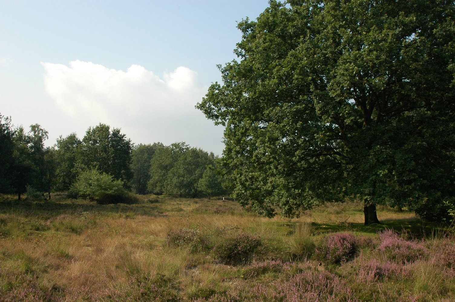 April doet wat hij wil op de Groote Heide (Venlo)