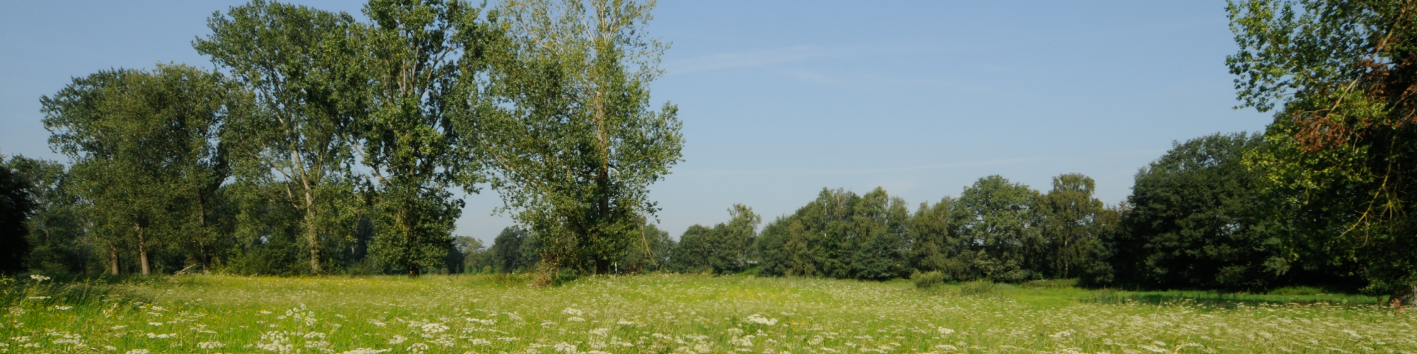 default-header