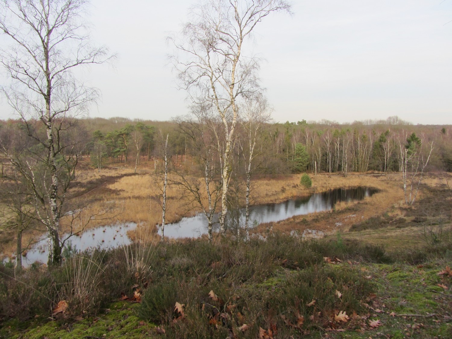 Beleef de hoogtepunten van de Maasduinen in Well