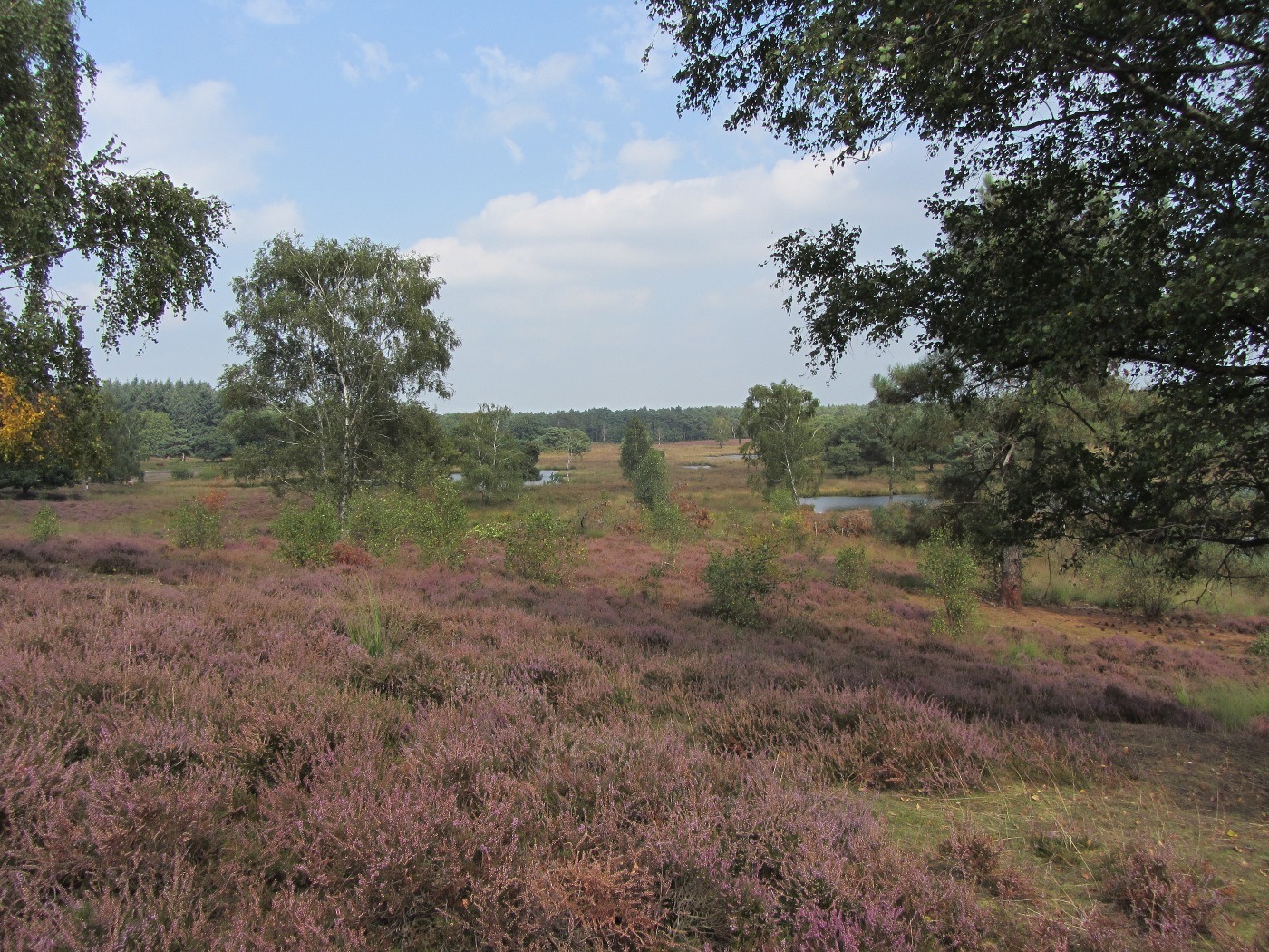 Duinen van de Maas