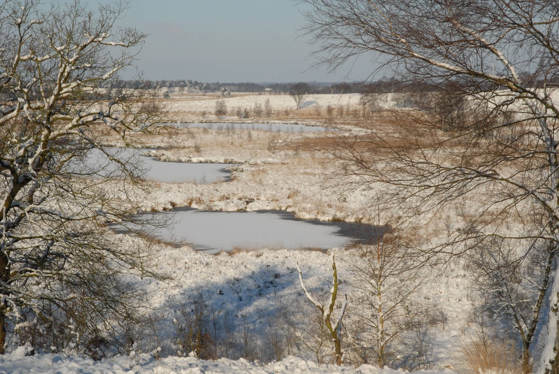 Oudejaarswandeling Landgoed de Hamert