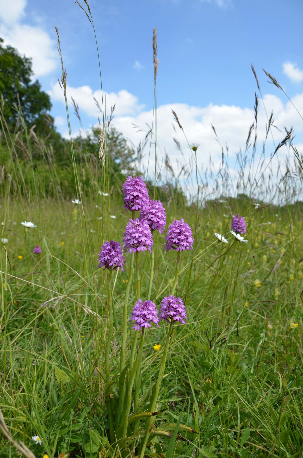 Natuurherstel kalkgrasland Eys