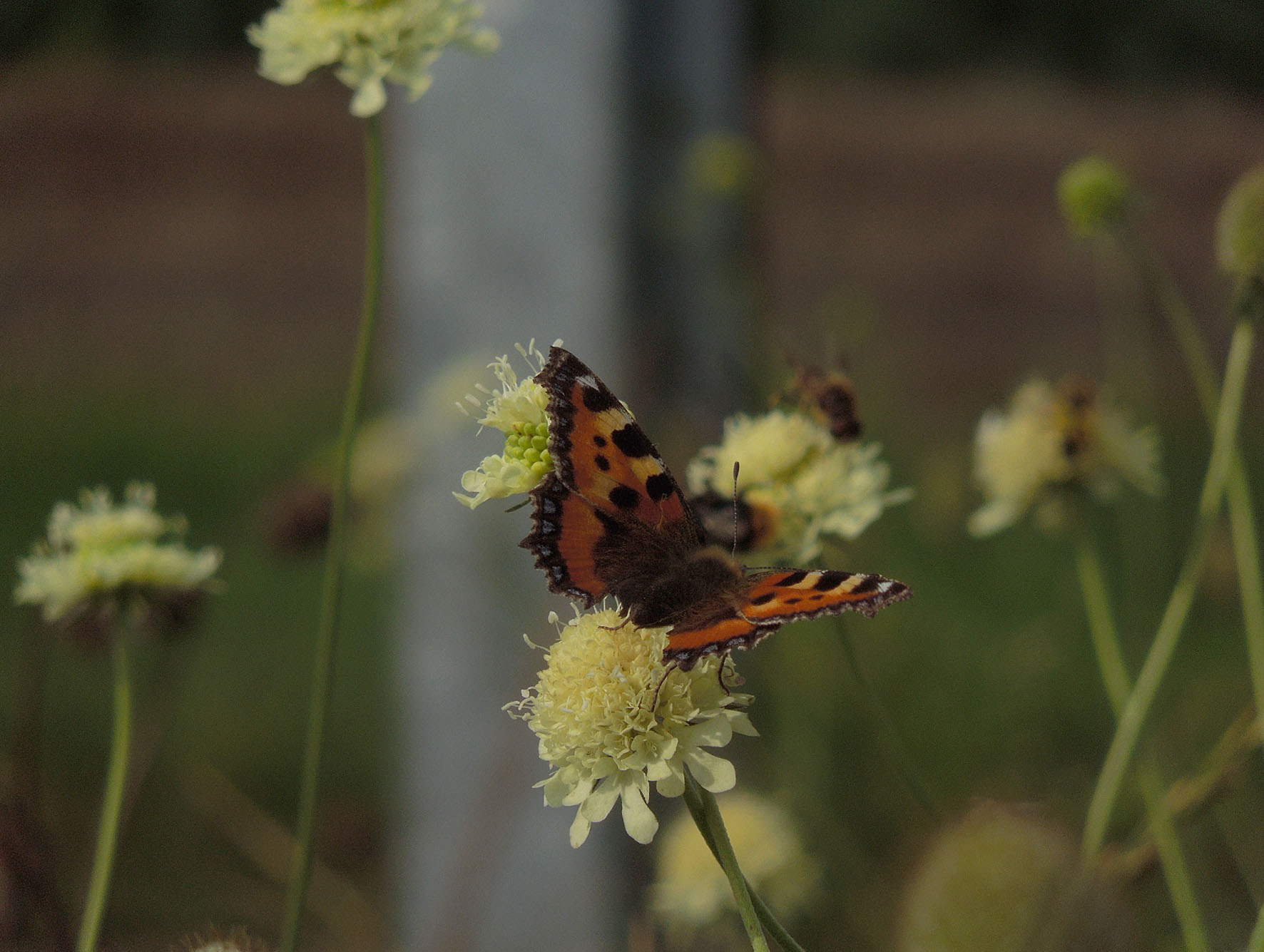 Vlinders op de Groote Heide