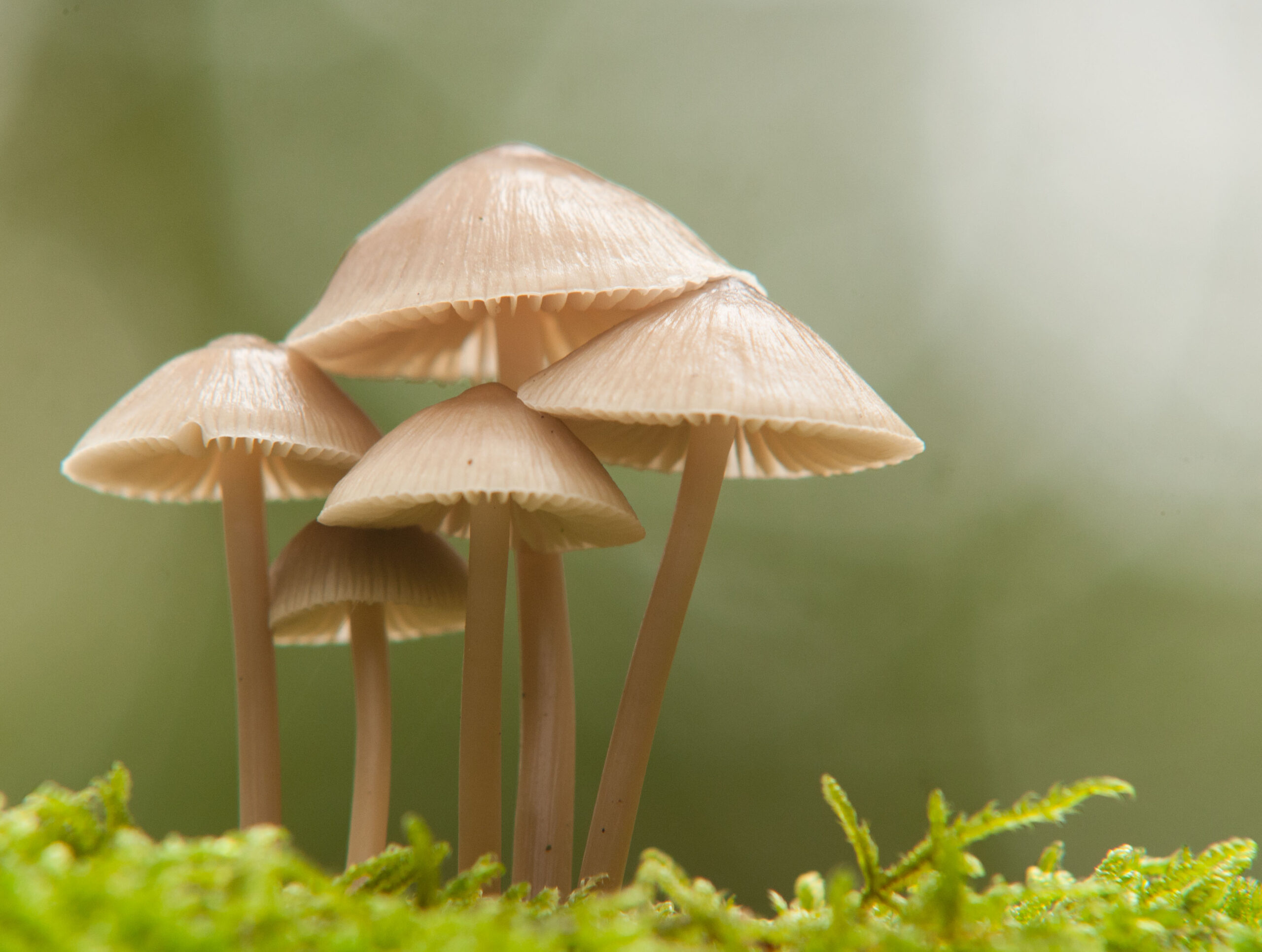 Herfst op de Groote Heide