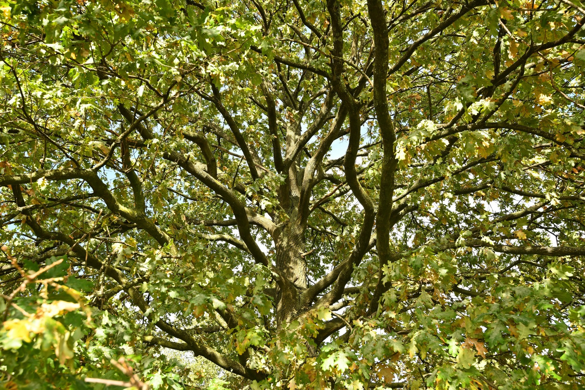 Jubileum Het Limburgs Landschap