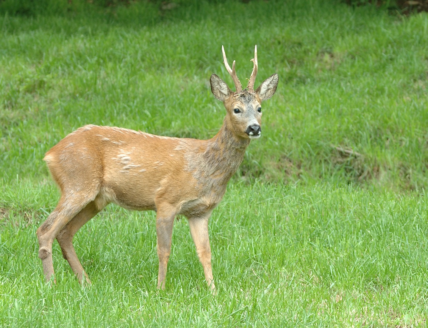 Nazomer in De Dellen en Meerssenerbroek