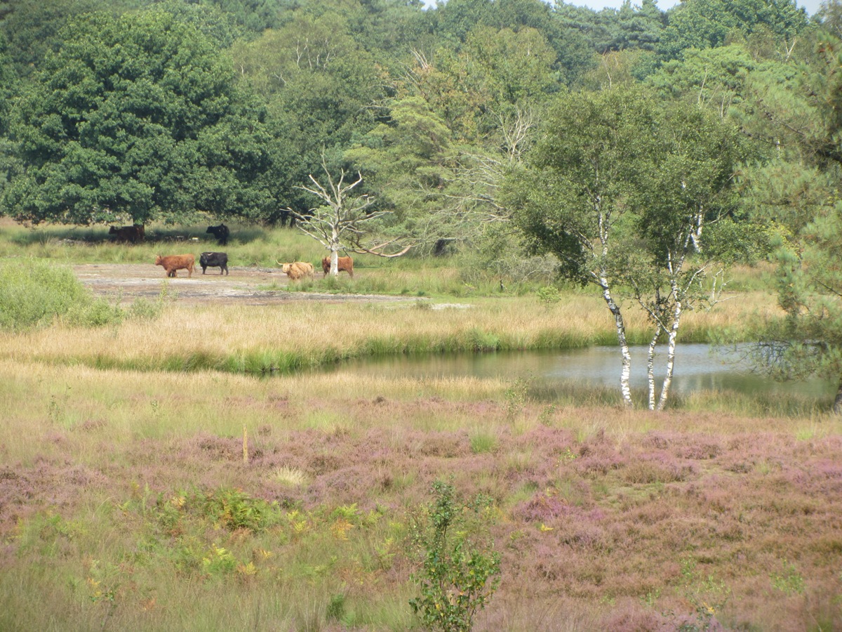 Vergezichten in De Maasduinen