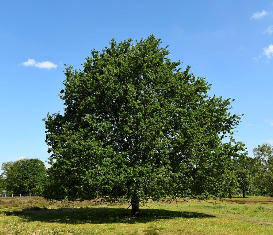 Bomen en struiken op de Groote Heide