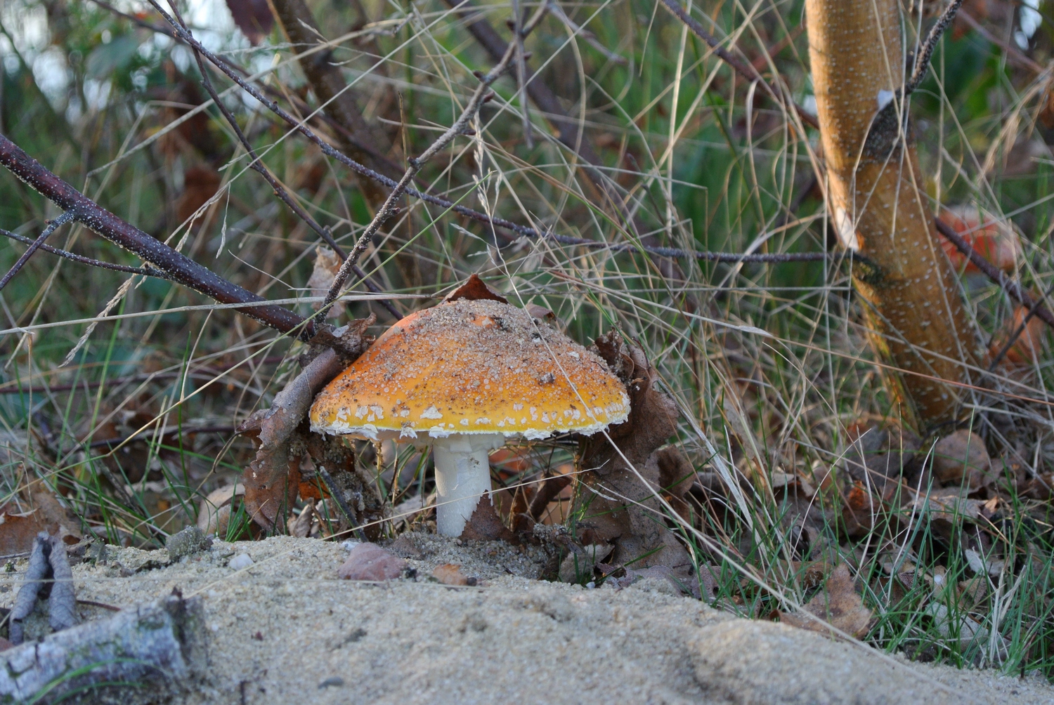 Herfstwandeling Reindersmeer