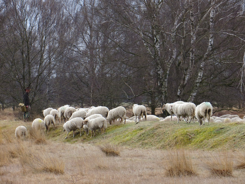 Natuur onder de loep: Beheer en behoud van de Groote Heide