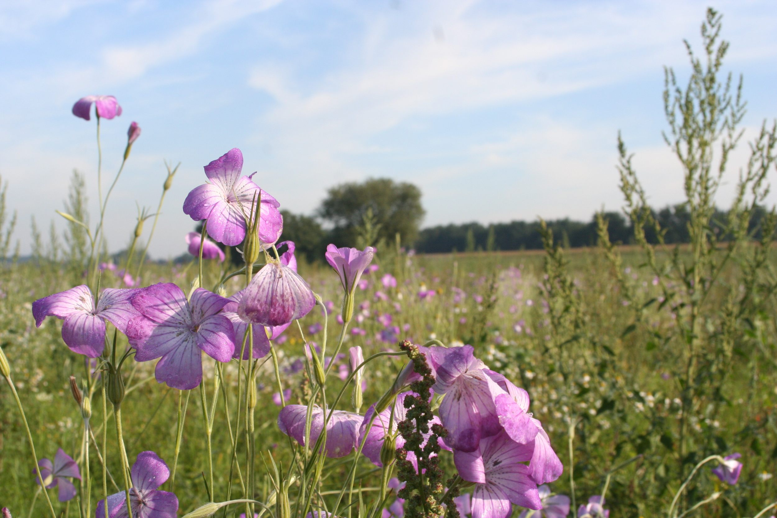 Struinen door de Raayweiden in Berick