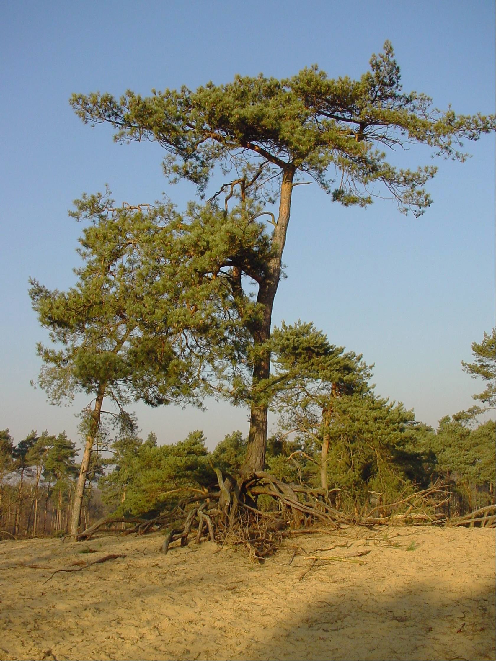 In geuren en kleuren