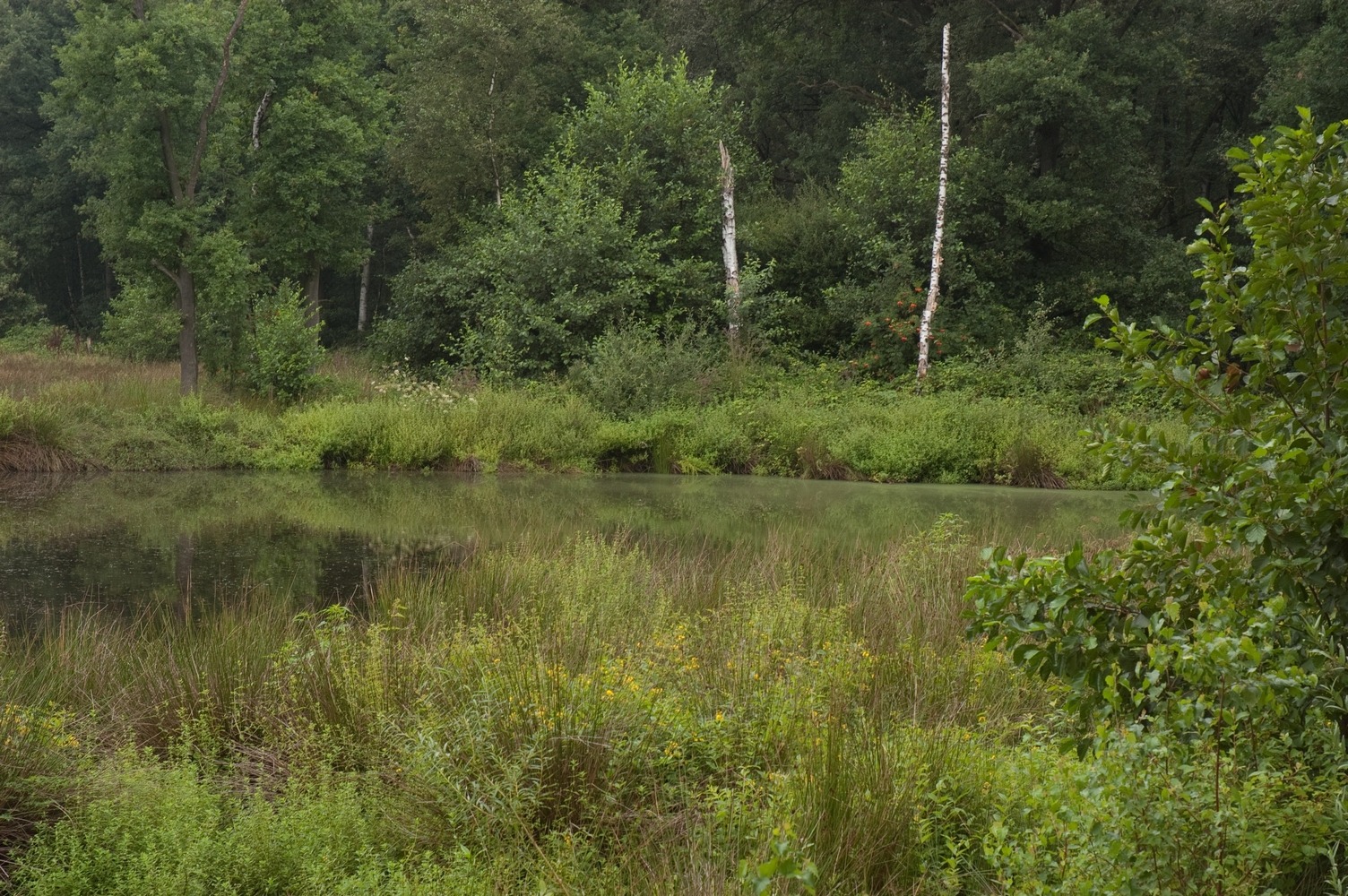 Paaswandeling door het Zwart water
