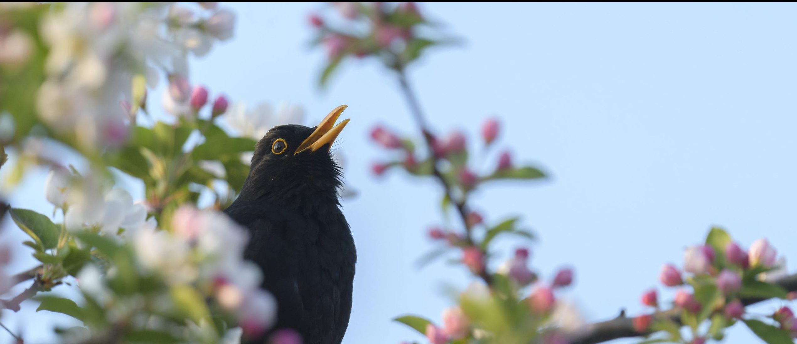 Beschermersactiviteit: Bloesemtocht