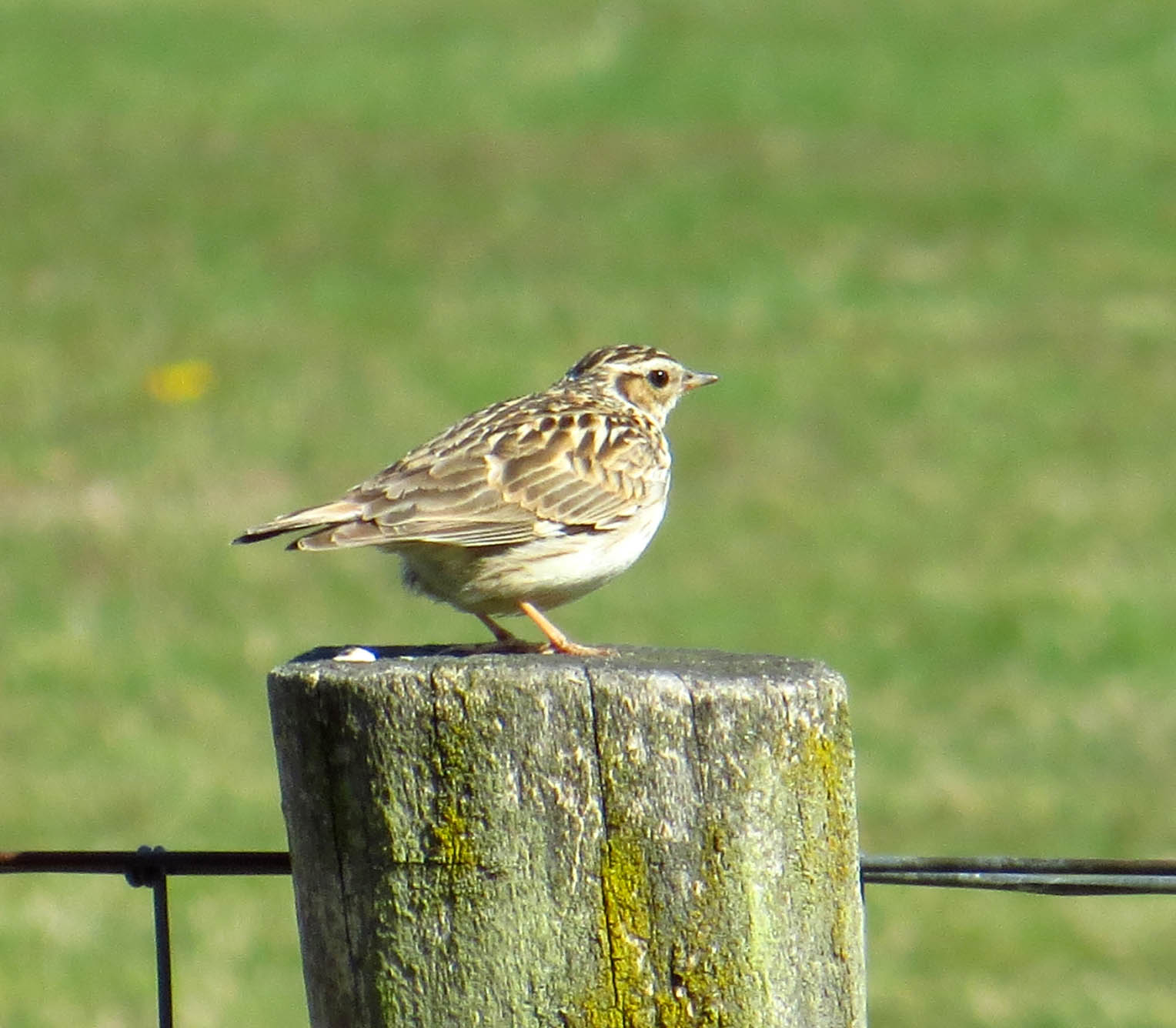 Vogelwaarnemingen