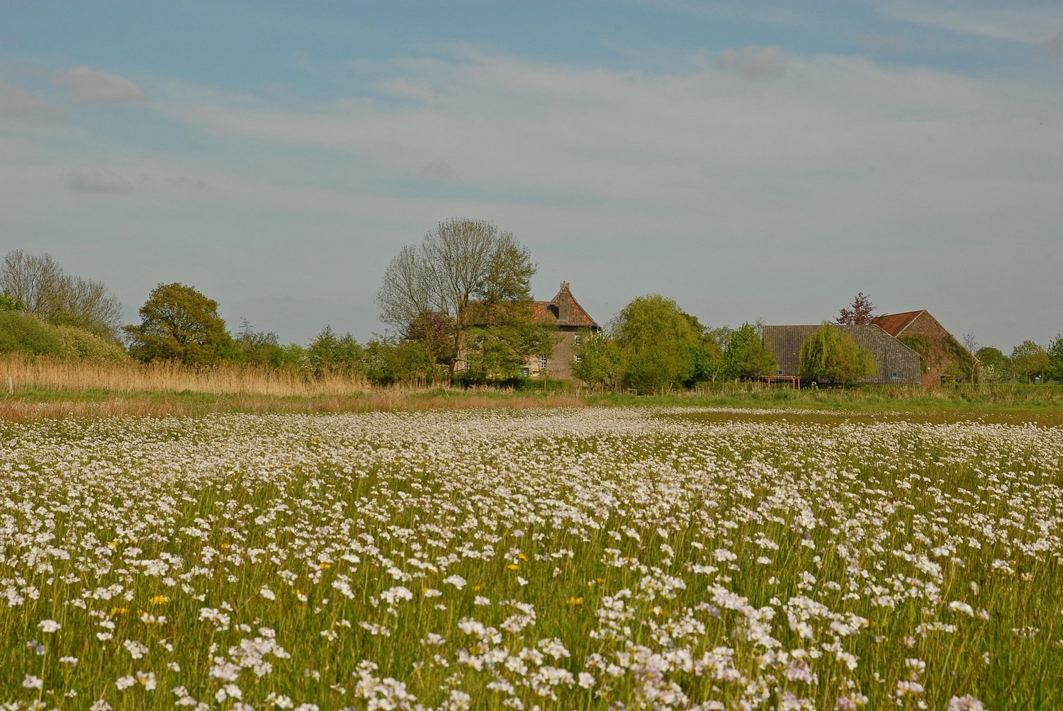 Grubbenvorster ‘gezichten’