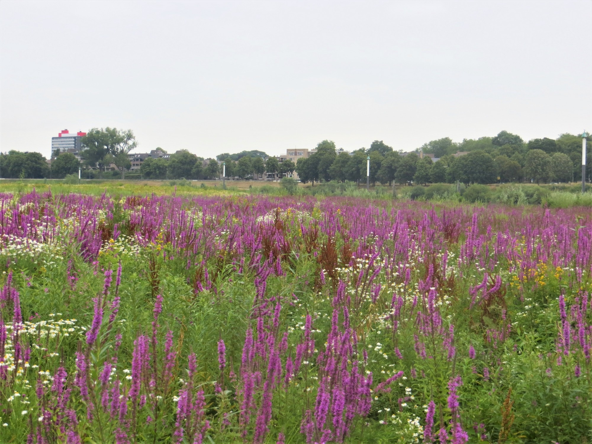 Op verkenningstocht langs de Maas
