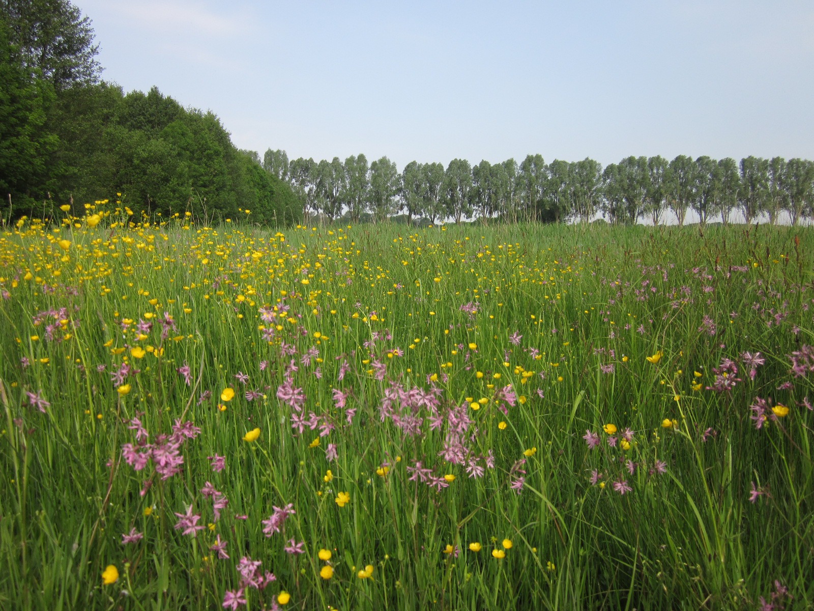 Natuurimpuls voor Beesels Broek