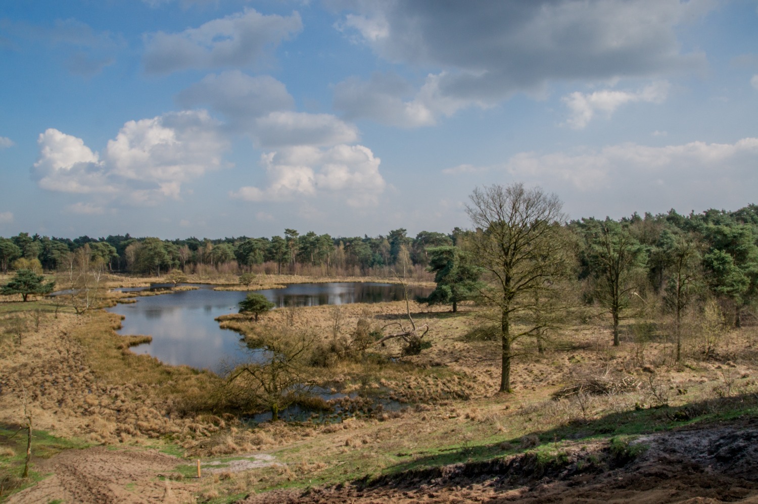 Ontdek de vliegende reizigers: alles over trekvogels