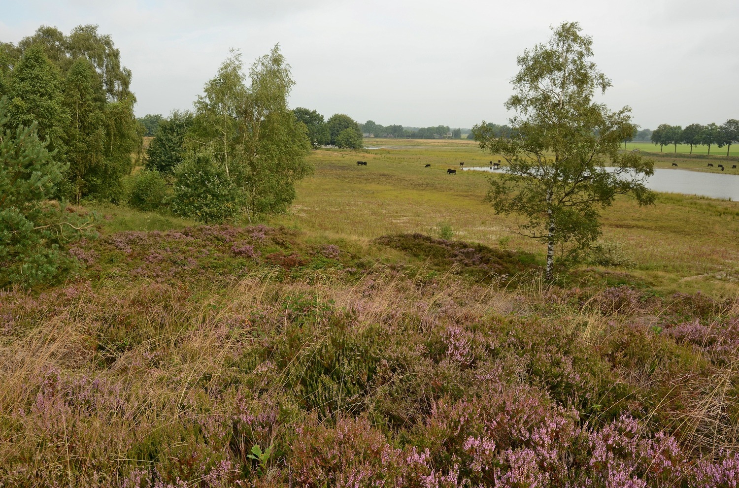 Duinen van de Maas