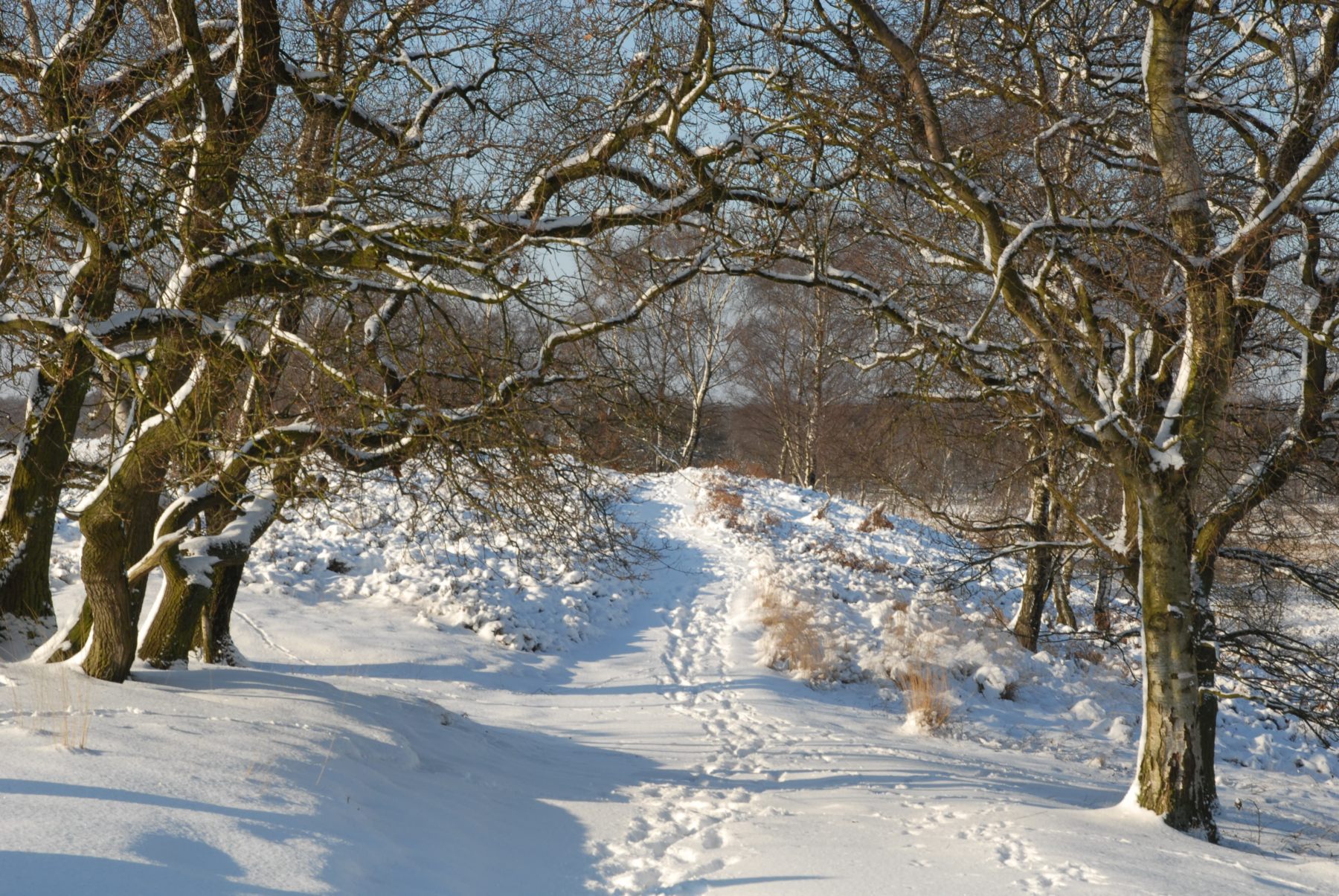 Oudejaarswandeling in De Maasduinen