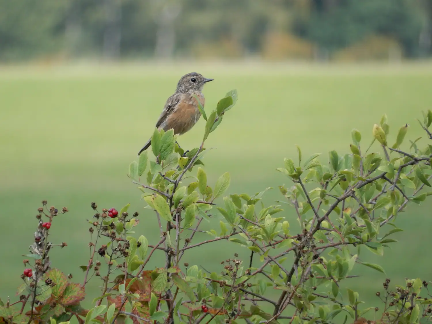 April doet wat hij wil op de Groote Heide in Venlo