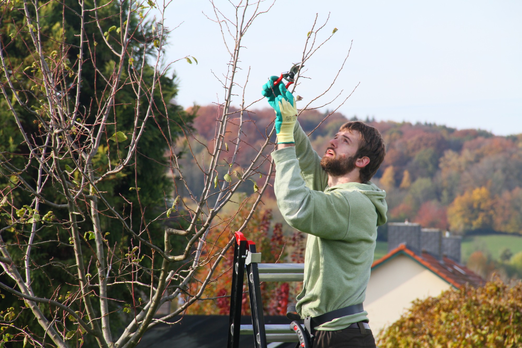 Snoeicursus jonge hoogstamfruitbomen