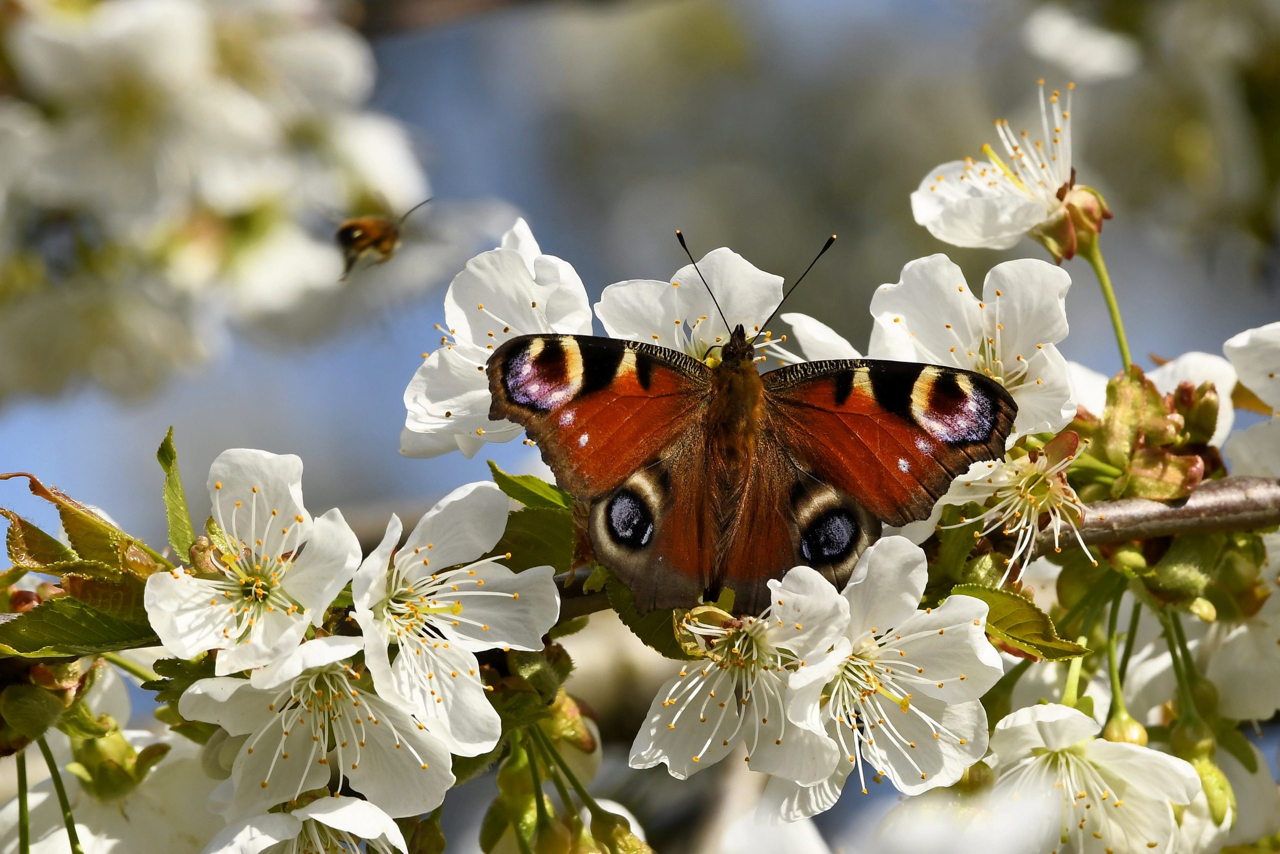 Vlinders, planten en insecten op de Groote Heide