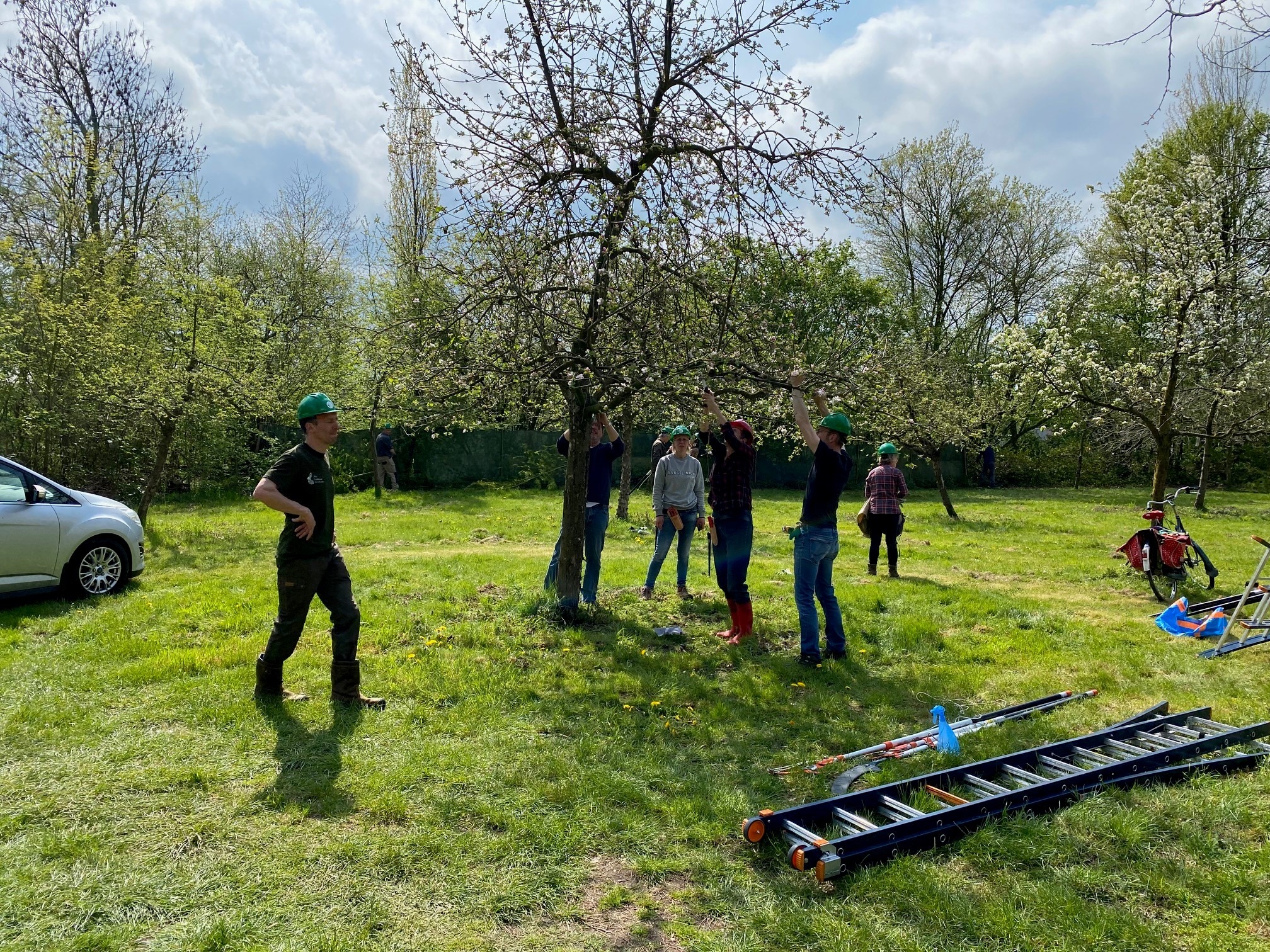 Steunpunt Landschapsbeheer: Pruimenbomen snoeien