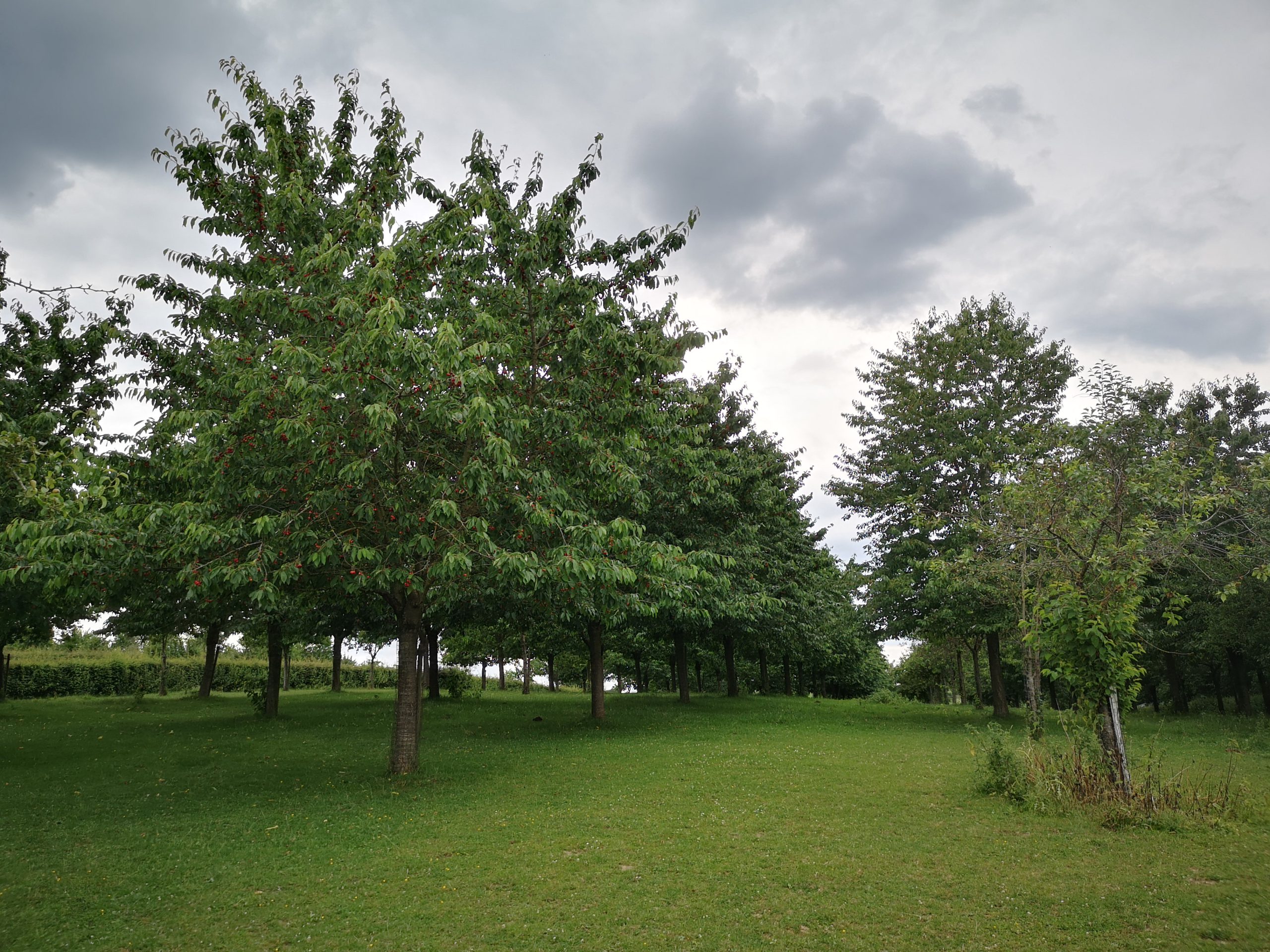 Instructie-wandeling beheer van boomgaarden