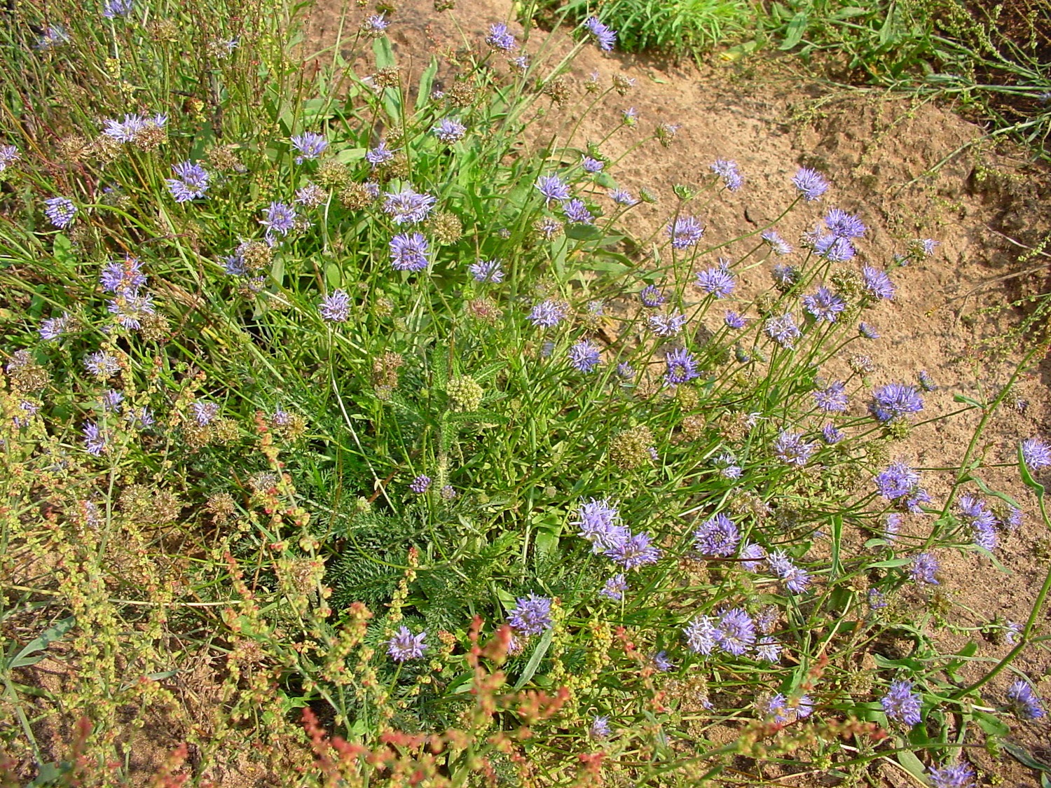 Ontwikkeling schraal grasland Vilt