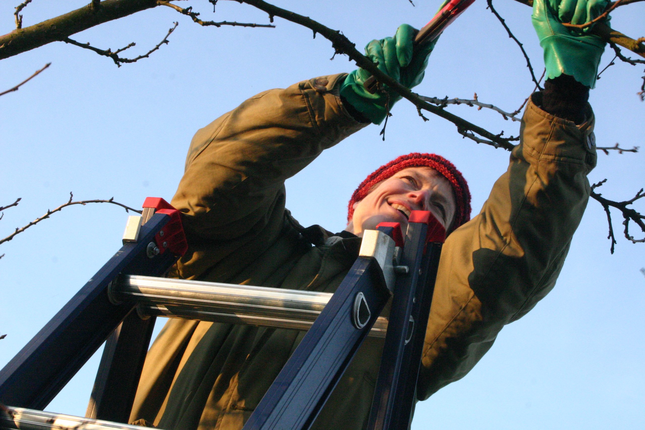 Snoei instructie hoogstamfruit Noord