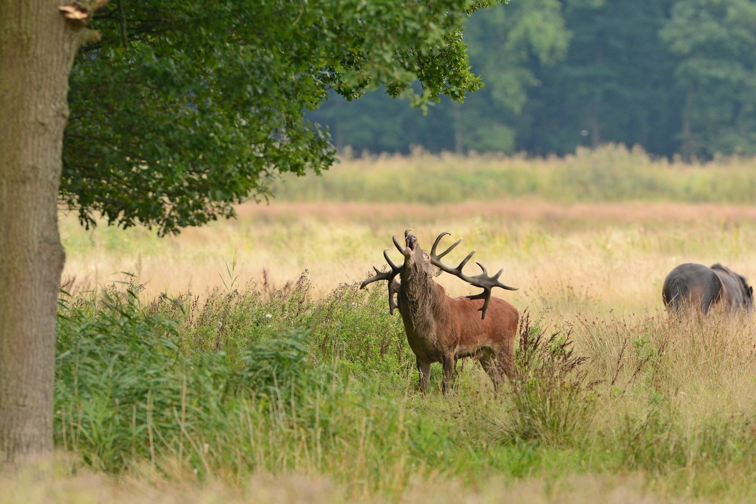 Beschermersexcursie: burlende edelherten in het Weerterbos (vol)