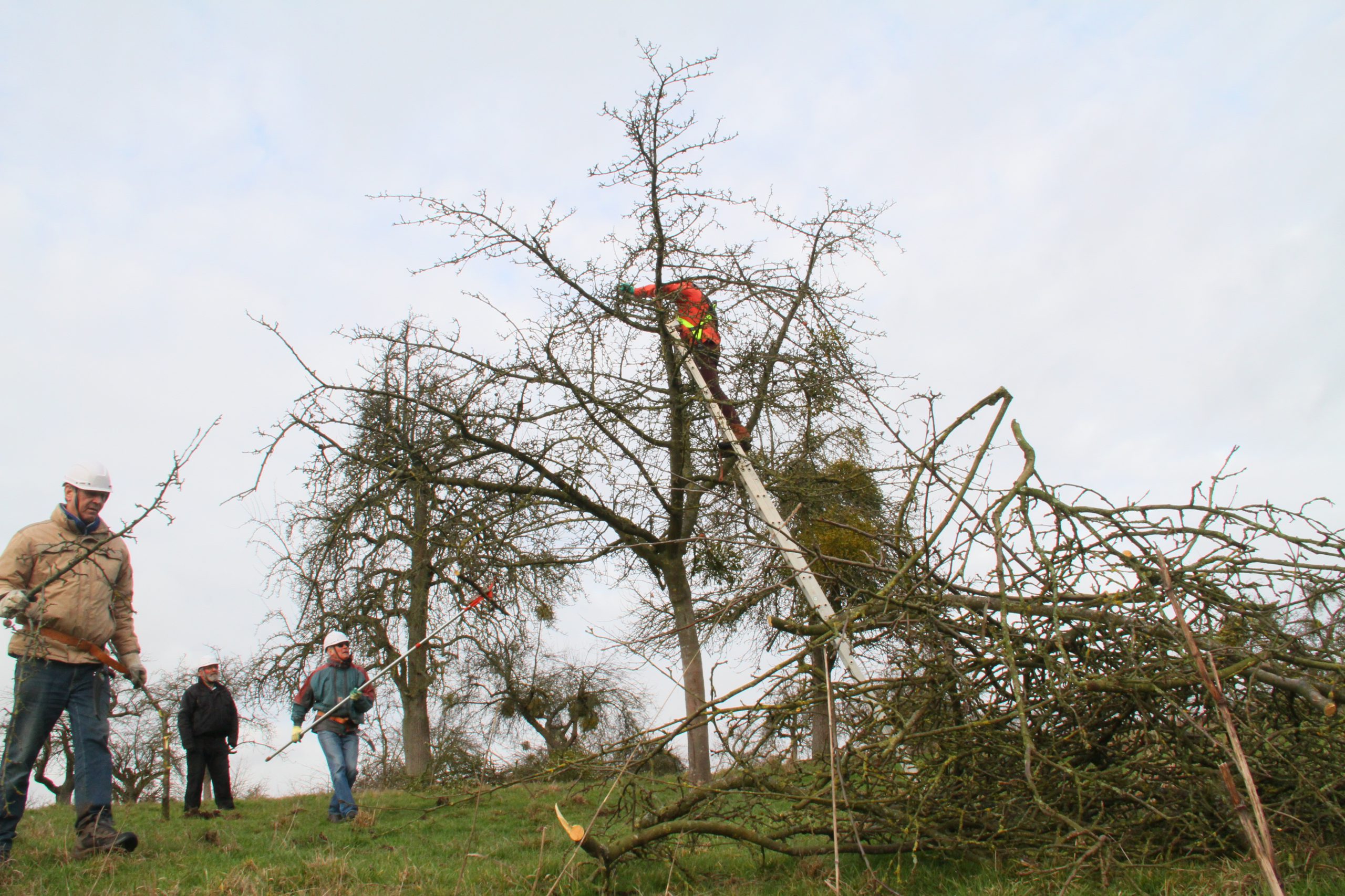 Steunpunt Landschapsbeheer: Snoeicursus oude fruitbomen (uitverkocht)