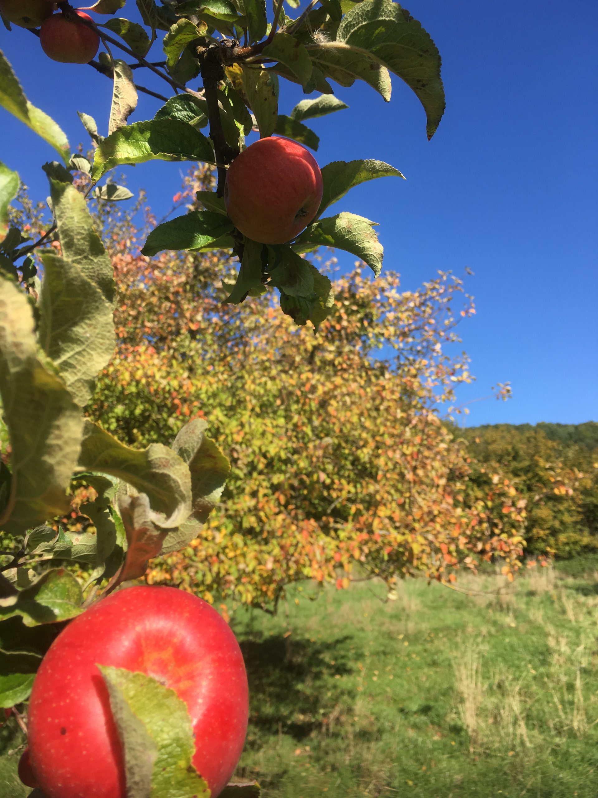 De Limburgse fruit-Determinatiedagen – Gronsveld