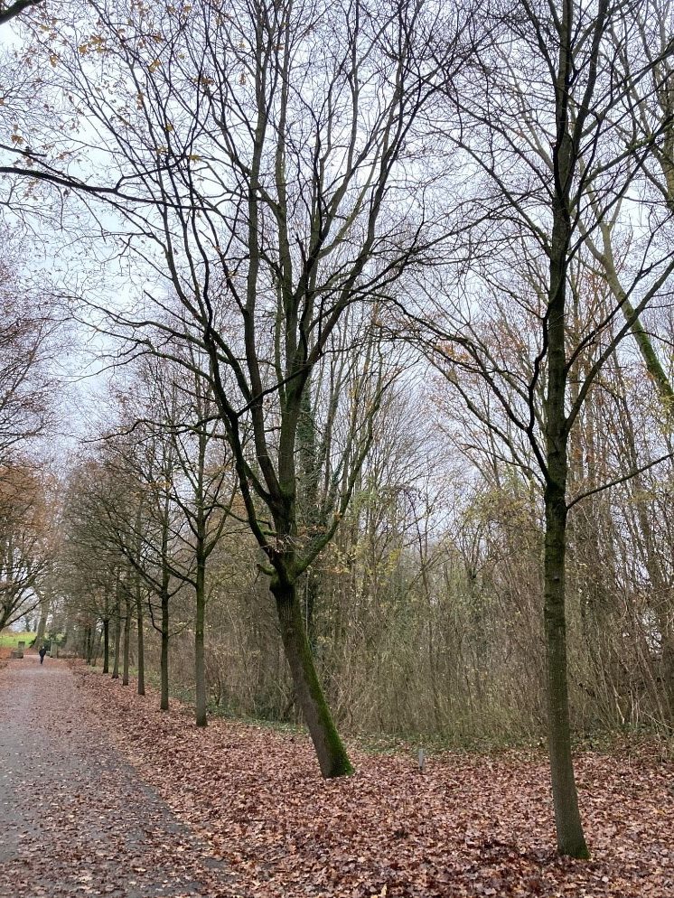 Reconstructie monumentale laan Slakweg Kasteelpark Elsloo