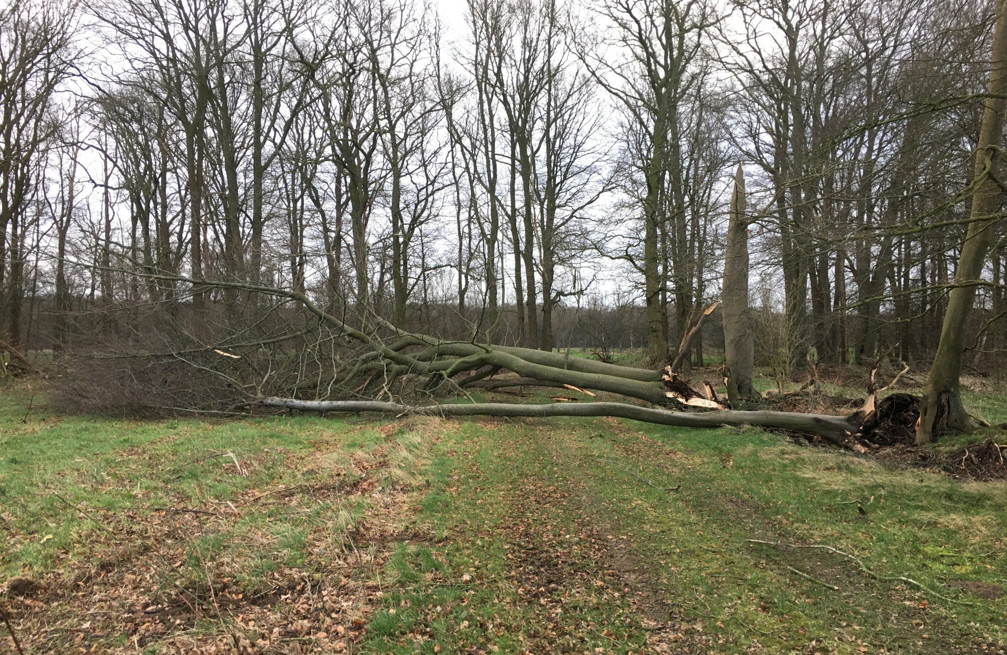 Is het veilig om na een storm het bos in te gaan?